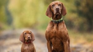 why hungary's most stolen dog breed costs $21,000 (and what owners actually go through) 1 why hungary's most stolen dog breed costs $21,000 (and what owners actually go through) - vizsla dog ss2387399301