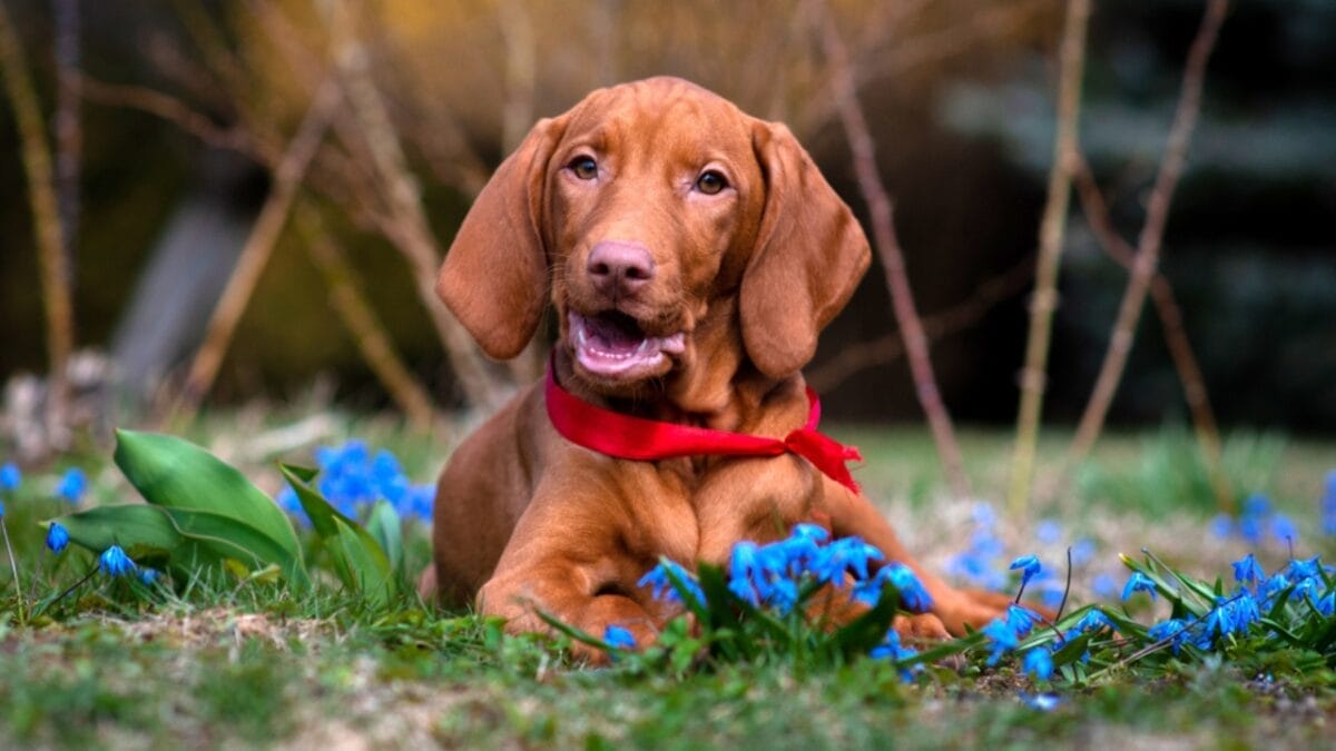 why hungary's most stolen dog breed costs $21,000 (and what owners actually go through) 7 why hungary's most stolen dog breed costs $21,000 (and what owners actually go through) - vizsla puppy playing ss1449094625