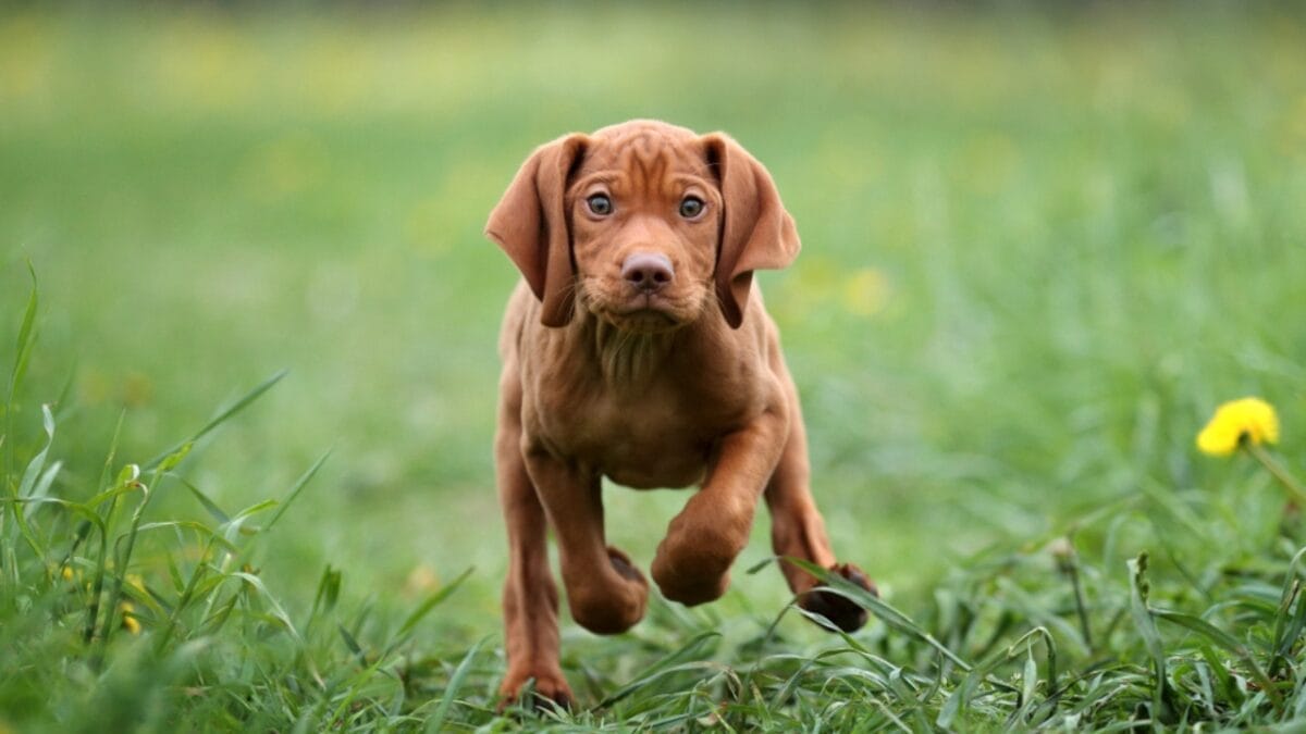 why hungary's most stolen dog breed costs $21,000 (and what owners actually go through) 6 why hungary's most stolen dog breed costs $21,000 (and what owners actually go through) - vizsla puppy running ss1485019076