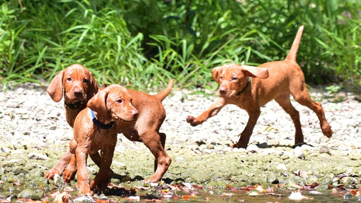 why hungary's most stolen dog breed costs $21,000 (and what owners actually go through) 4 why hungary's most stolen dog breed costs $21,000 (and what owners actually go through) - vizsla puppy socialize ss1927319558
