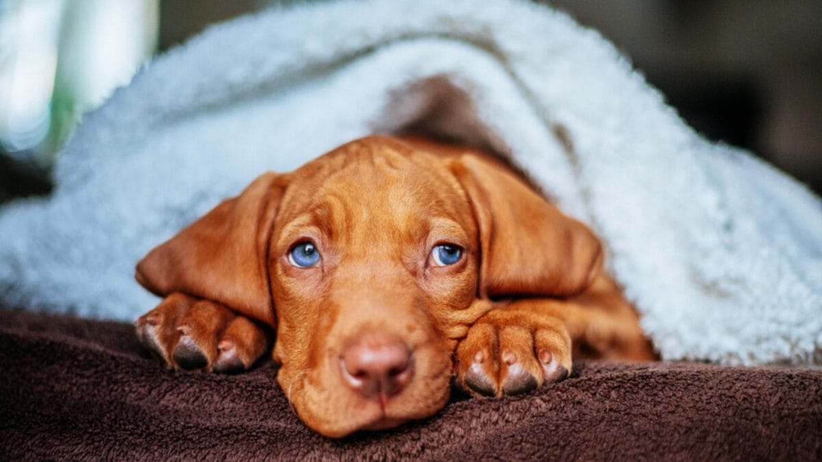 why hungary's most stolen dog breed costs $21,000 (and what owners actually go through) 2 why hungary's most stolen dog breed costs $21,000 (and what owners actually go through) - vizsla puppy ss1273586095