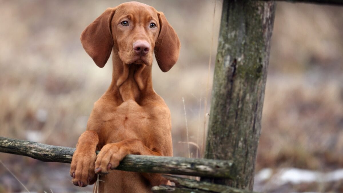 why hungary's most stolen dog breed costs $21,000 (and what owners actually go through) 8 why hungary's most stolen dog breed costs $21,000 (and what owners actually go through) - vizsla puppy standing ss370501454