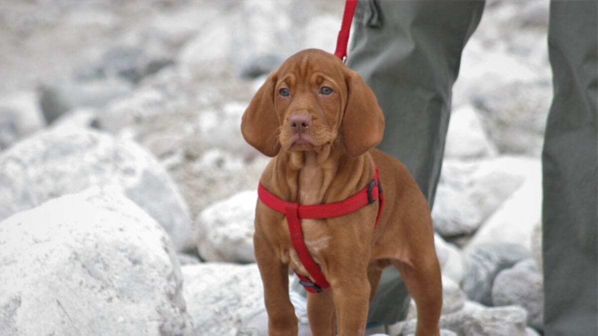 why hungary's most stolen dog breed costs $21,000 (and what owners actually go through) 3 why hungary's most stolen dog breed costs $21,000 (and what owners actually go through) - vizsla puppy walk ss1867461148