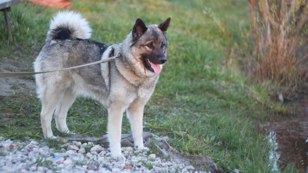 The Viking’s Best Friend: 9 Facts on Norwegian Elkhound Heritage - walking norweigan elkhound ss1694624233