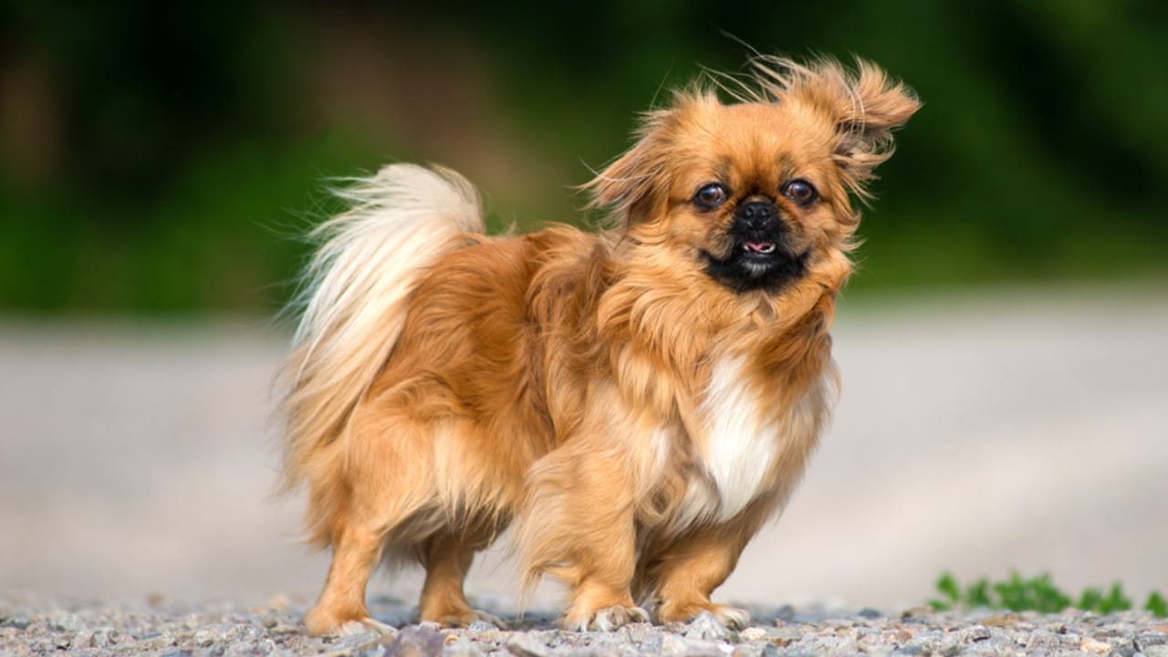 10 Reasons the Pekingese Deserves Its Royal Reputation - walking pekingese ss252349969