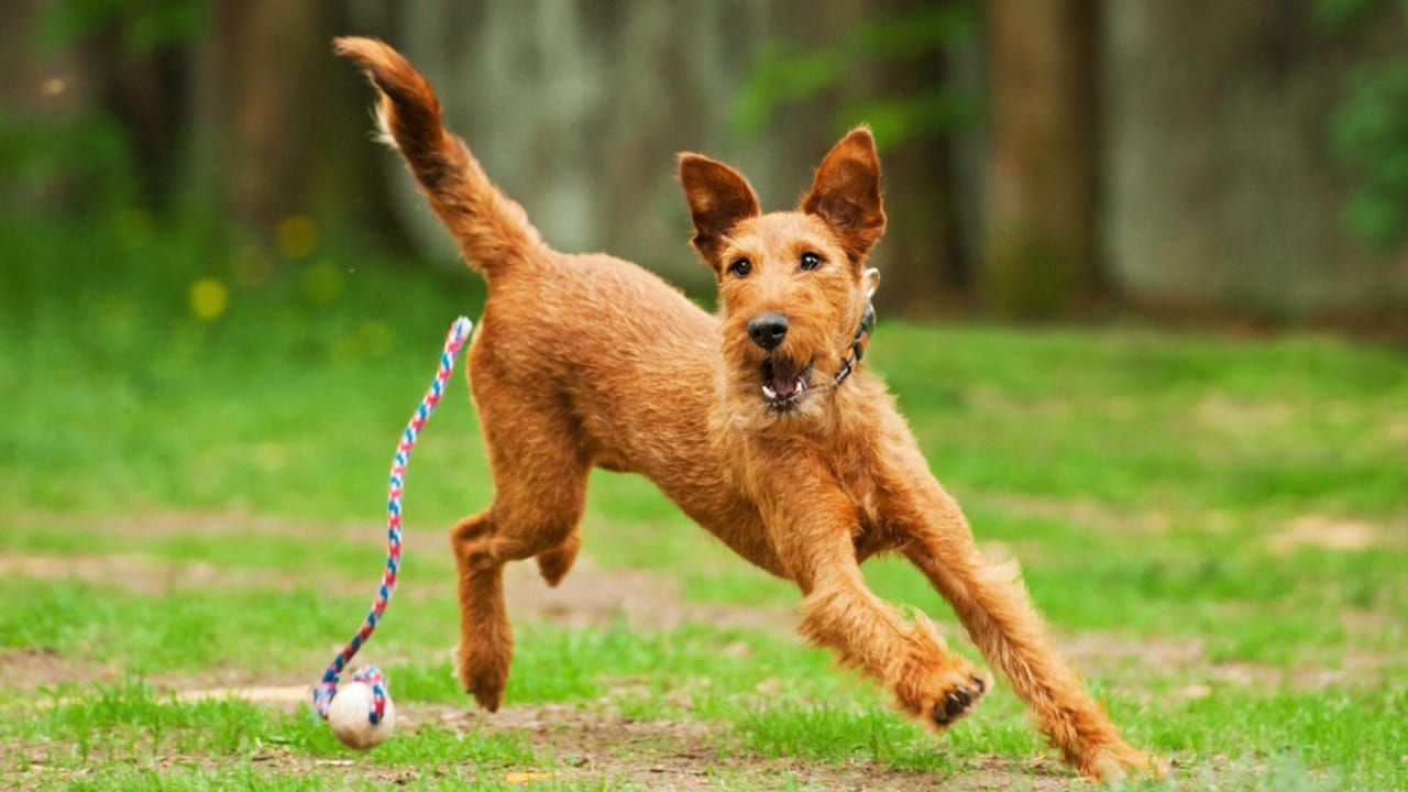 10 Irish Terrier Facts That Will Make You Fall in Love with Them 4 10 Irish Terrier Facts That Will Make You Fall in Love with Them - war heroes irish terrier ss165232757