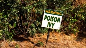 15 Effective Ways to Banish Poison Ivy for Good 1 15 Effective Ways to Banish Poison Ivy for Good - warning sign poison ivy dp31803137