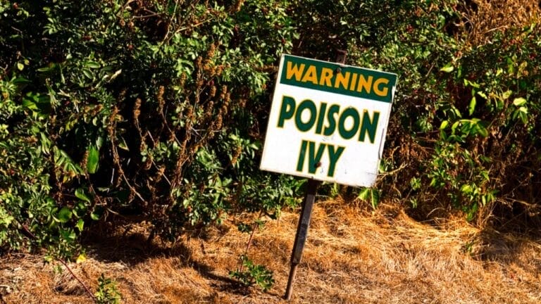 15 Effective Ways to Banish Poison Ivy for Good 4 15 Effective Ways to Banish Poison Ivy for Good - warning sign poison ivy dp31803137