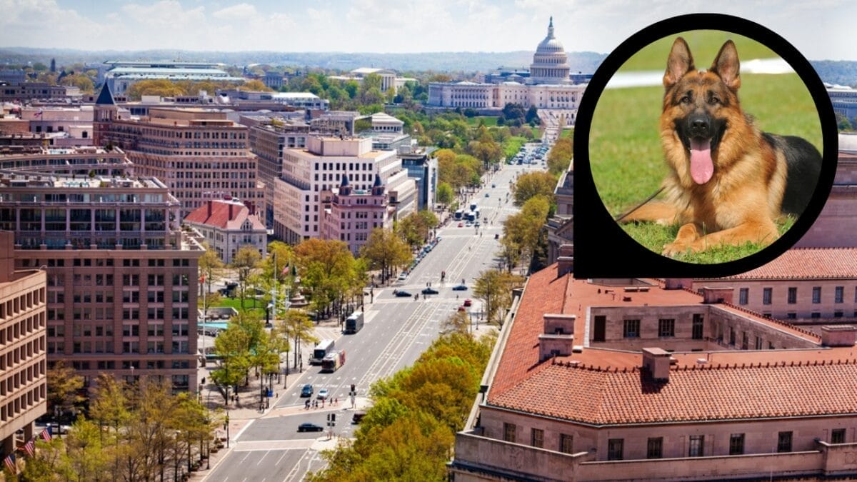 15 American Cities With the Cutest Dogs 8 15 American Cities With the Cutest Dogs - washington dc ss1815261509 dp3391019