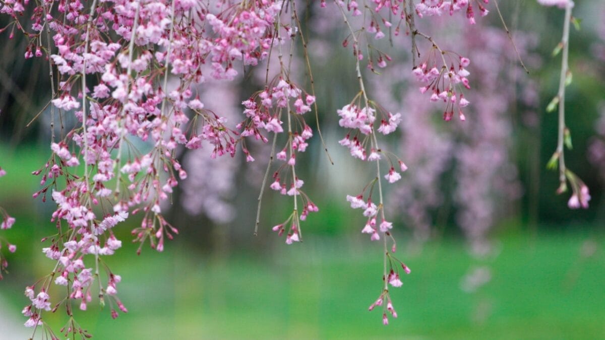 15 Pink Flowering Trees to Add a Splash of Color to Your Garden - weeping cherry flower dp50015611815