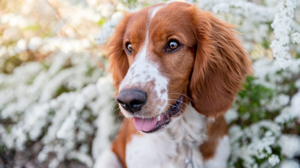 10 Reasons Why the Welsh Springer Spaniel's 500-Year History is Remarkable 3 10 Reasons Why the Welsh Springer Spaniel's 500-Year History is Remarkable - welsh springer spaniel dog closeup face flowers ss1723558408