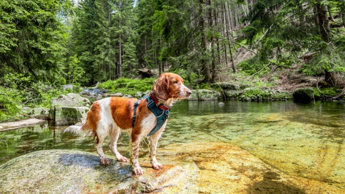 10 Reasons Why the Welsh Springer Spaniel's 500-Year History is Remarkable 9 10 Reasons Why the Welsh Springer Spaniel's 500-Year History is Remarkable - welsh springer spaniel dog hiking ss1792976173
