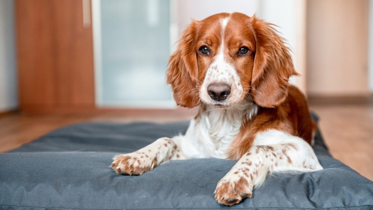 35 Fun Ways to Keep Your Dog Entertained Indoors - welsh springer spaniel dog sitting bed Ss1730659249