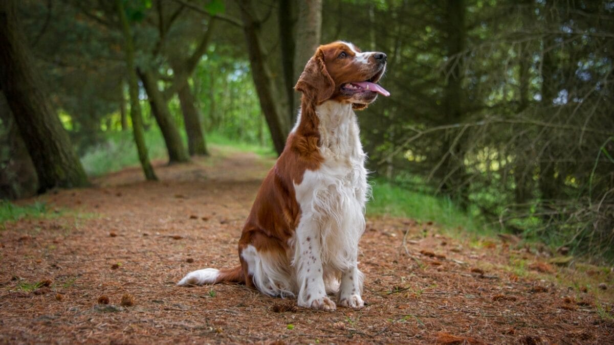 10 Reasons Why the Welsh Springer Spaniel's 500-Year History is Remarkable 6 10 Reasons Why the Welsh Springer Spaniel's 500-Year History is Remarkable - welsh springer spaniel dog sitting forest ss144114967