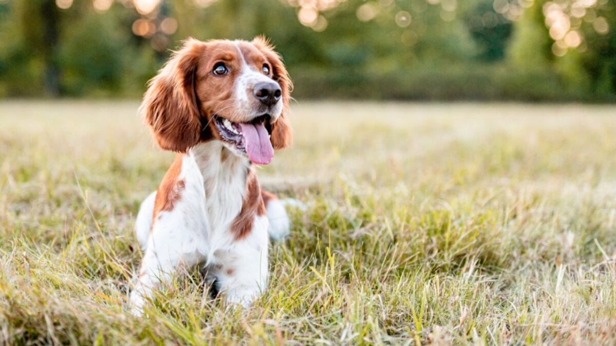 10 Reasons Why the Welsh Springer Spaniel's 500-Year History is Remarkable 2 10 Reasons Why the Welsh Springer Spaniel's 500-Year History is Remarkable - welsh springer spaniel dog sitting grass tongue ss1823409425