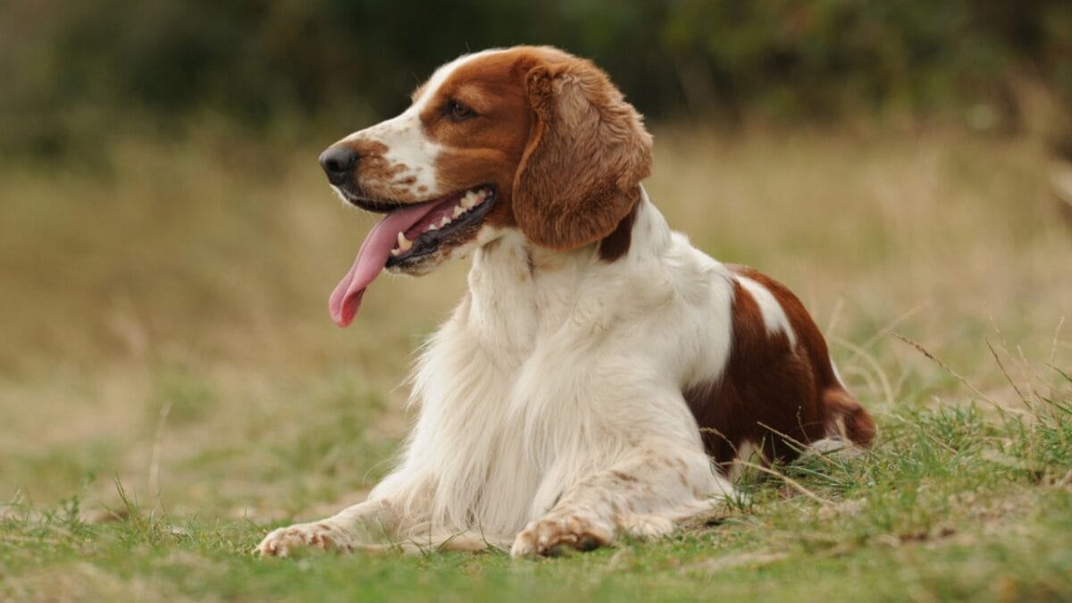 10 Reasons Why the Welsh Springer Spaniel's 500-Year History is Remarkable 4 10 Reasons Why the Welsh Springer Spaniel's 500-Year History is Remarkable - welsh springer spaniel dog sitting side grass ss754271593