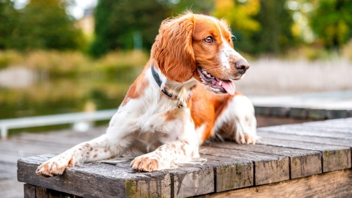10 Reasons Why the Welsh Springer Spaniel's 500-Year History is Remarkable 8 10 Reasons Why the Welsh Springer Spaniel's 500-Year History is Remarkable - welsh springer spaniel dog sitting side wood ss1832439829