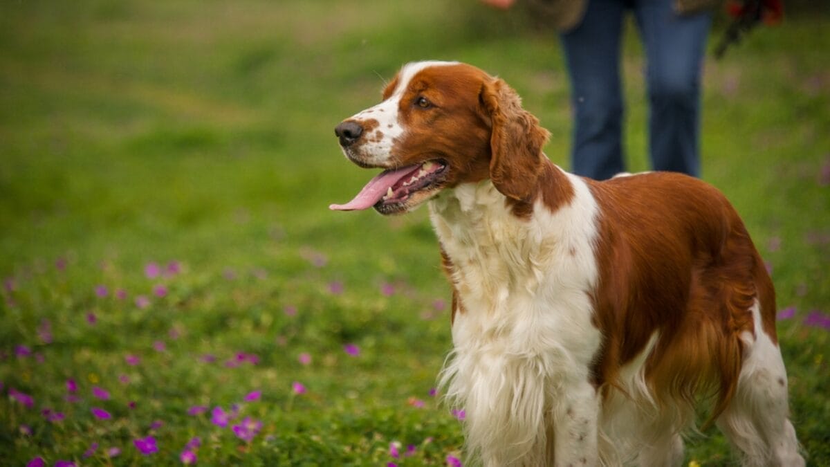 10 Reasons Why the Welsh Springer Spaniel's 500-Year History is Remarkable 11 10 Reasons Why the Welsh Springer Spaniel's 500-Year History is Remarkable - welsh springer spaniel dog standing side flowers ss144115018