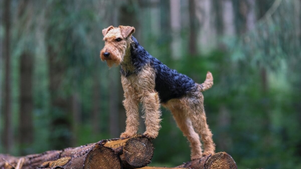 12 Things About Welsh Terriers Most People Don't Know 7 12 Things About Welsh Terriers Most People Don't Know - welsh terrier alert ss2206490943
