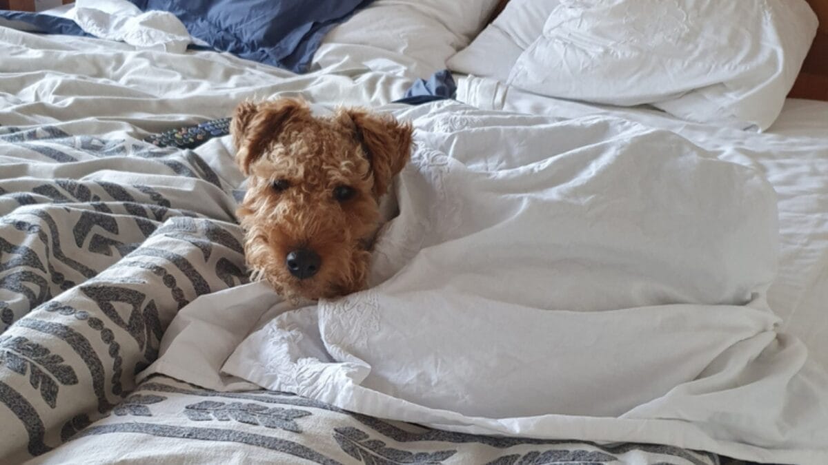 12 Things About Welsh Terriers Most People Don't Know 13 12 Things About Welsh Terriers Most People Don't Know - welsh terrier dog ss1705786561