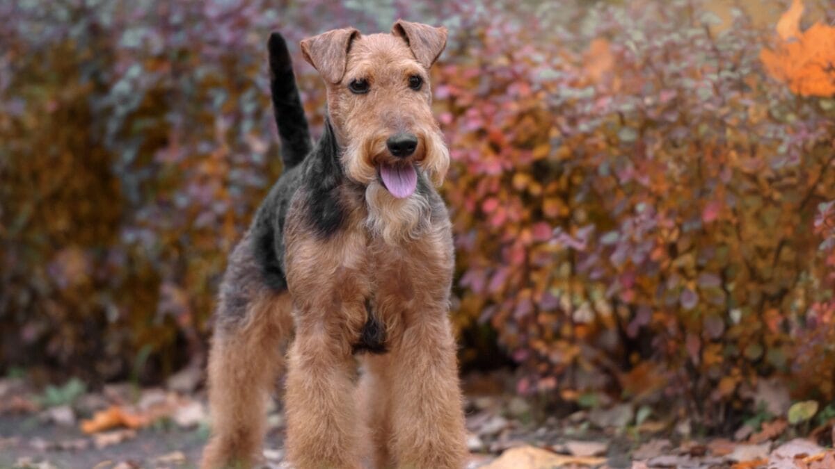 12 Things About Welsh Terriers Most People Don't Know 3 12 Things About Welsh Terriers Most People Don't Know - welsh terrier fox ss1868072692