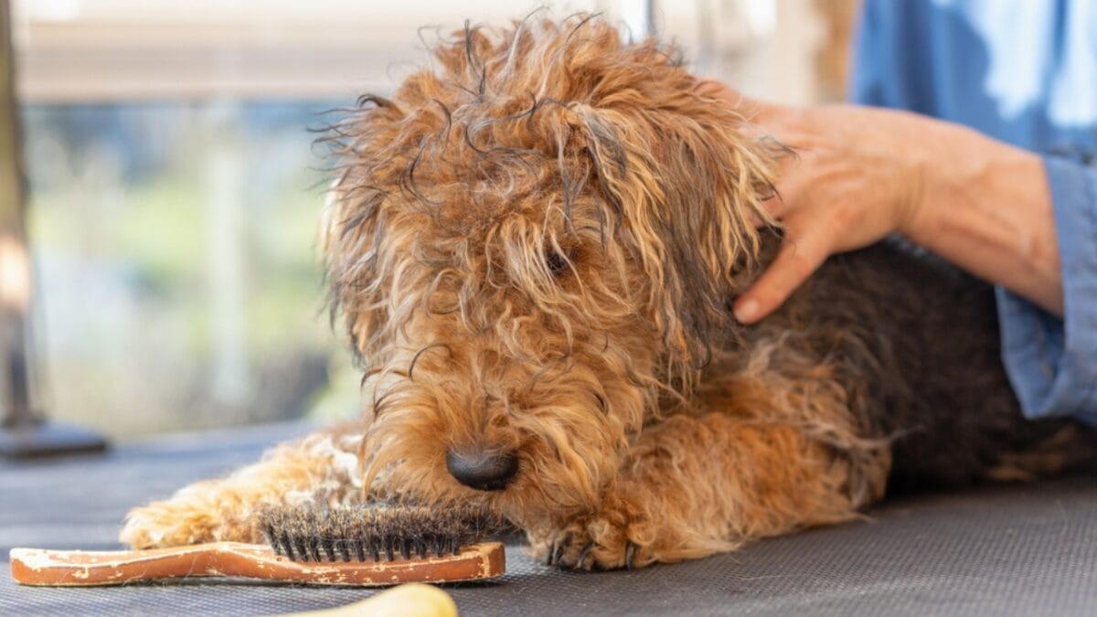 12 Things About Welsh Terriers Most People Don't Know 5 12 Things About Welsh Terriers Most People Don't Know - welsh terrier groom ss1733813432