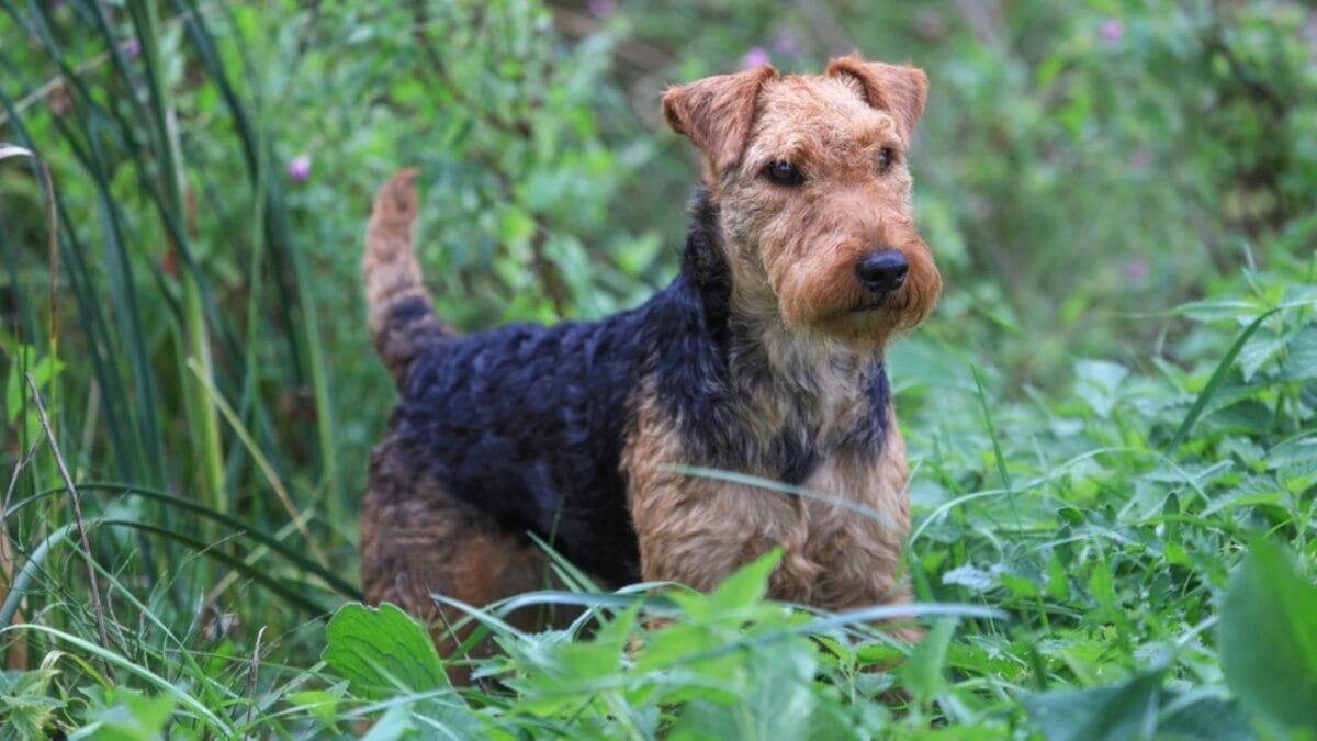12 Things About Welsh Terriers Most People Don't Know 11 12 Things About Welsh Terriers Most People Don't Know - welsh terrier in forest ss2202481567