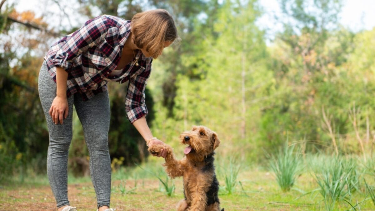 12 Things About Welsh Terriers Most People Don't Know 9 12 Things About Welsh Terriers Most People Don't Know - welsh terrier owner ss2253036047