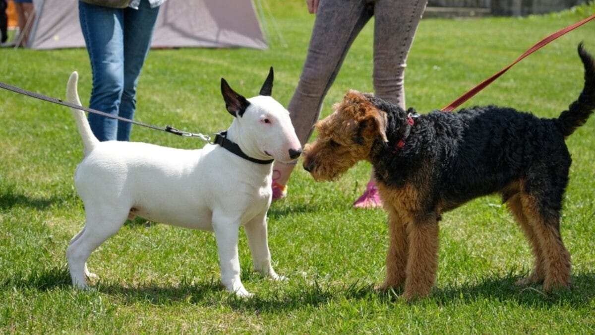 12 Things About Welsh Terriers Most People Don't Know 8 12 Things About Welsh Terriers Most People Don't Know - welsh terrier playing ss2179396203