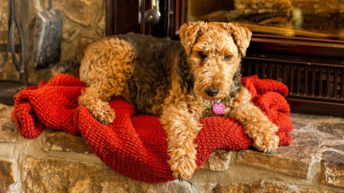 12 Things About Welsh Terriers Most People Don't Know 12 12 Things About Welsh Terriers Most People Don't Know - welsh terrier rare ss786005620