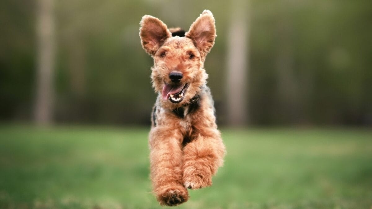 12 Things About Welsh Terriers Most People Don't Know 4 12 Things About Welsh Terriers Most People Don't Know - welsh terrier running ss1495686359