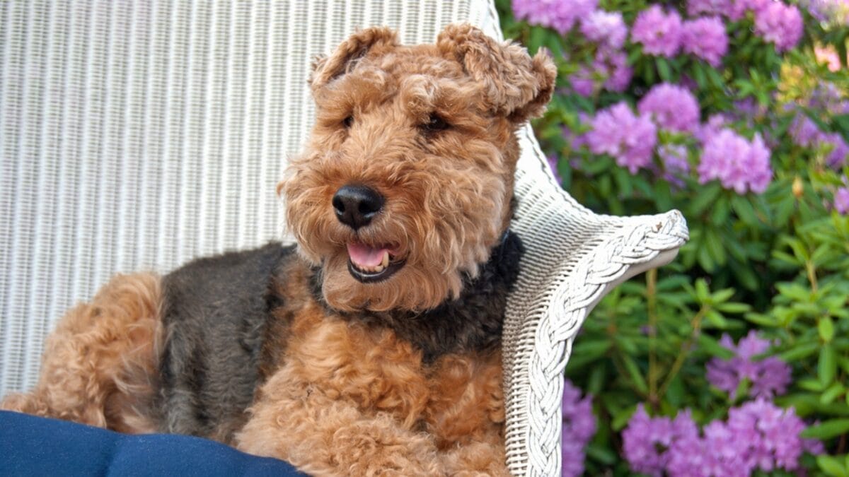 12 Things About Welsh Terriers Most People Don't Know 6 12 Things About Welsh Terriers Most People Don't Know - welsh terrier sitting ss195919523
