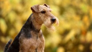 12 Things About Welsh Terriers Most People Don't Know 1 12 Things About Welsh Terriers Most People Don't Know - welsh terrier ss1868072695