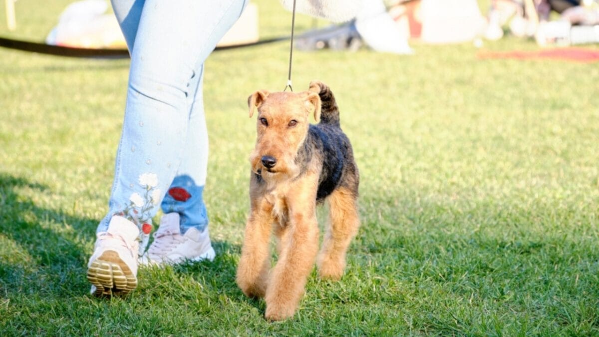 12 Things About Welsh Terriers Most People Don't Know 10 12 Things About Welsh Terriers Most People Don't Know - welsh terrier walking ss2080662142