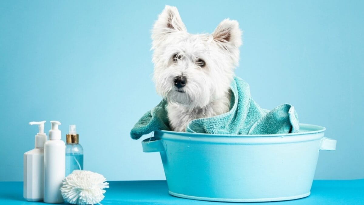 Westie White: 6 Tips for Maintaining That Signature Color 3 Westie White: 6 Tips for Maintaining That Signature Color - west highland terrier dog bathing ss2202738127