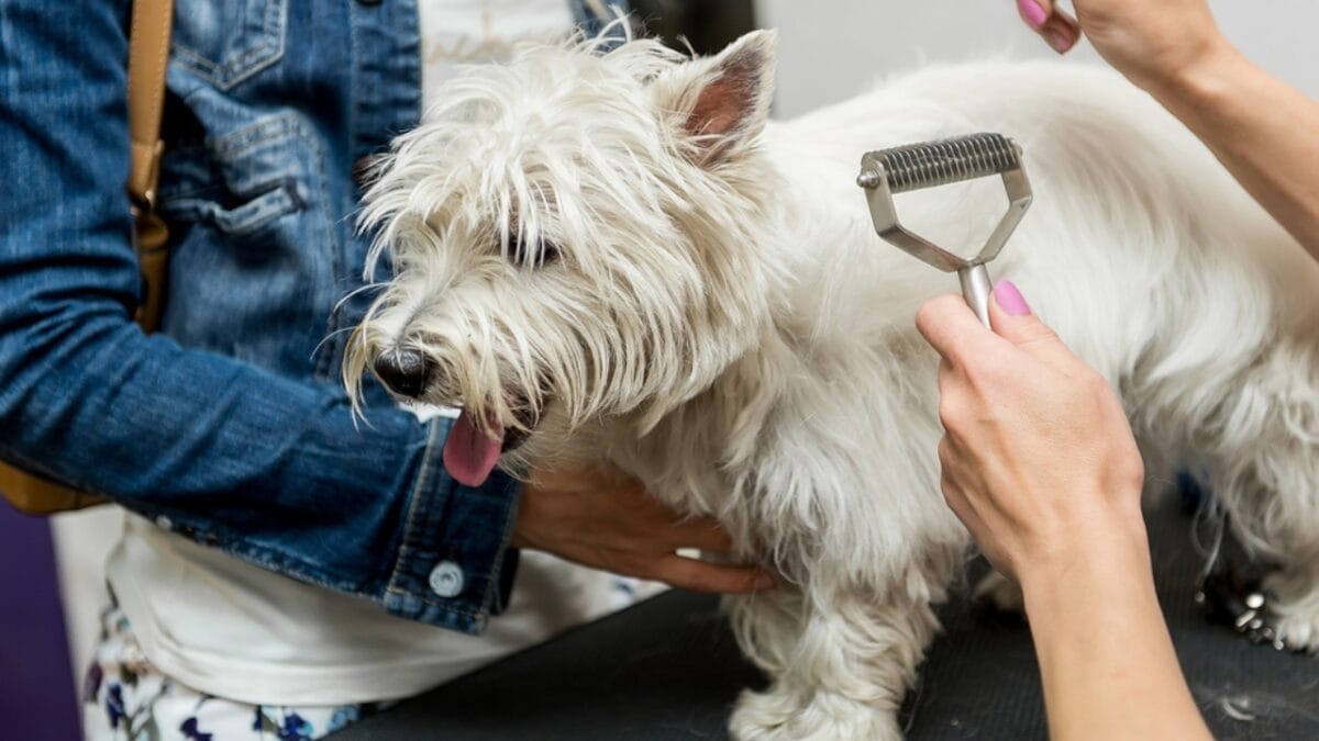 Westie White: 6 Tips for Maintaining That Signature Color - west highland terrier dog brushing fur ss458061676