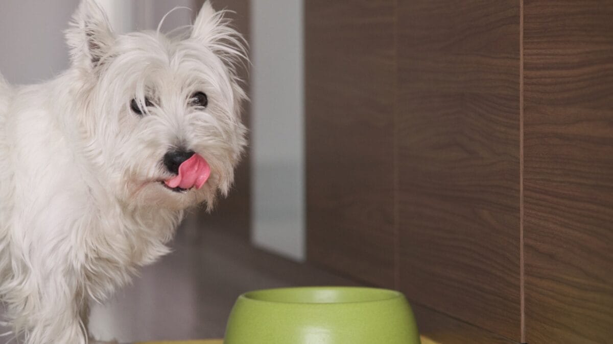 Westie White: 6 Tips for Maintaining That Signature Color 7 Westie White: 6 Tips for Maintaining That Signature Color - west highland terrier dog eating ss1711941643