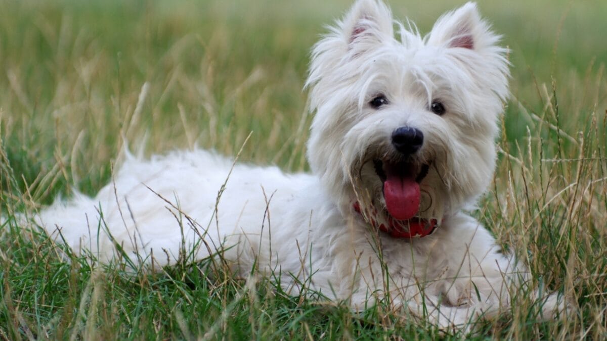 Westie White: 6 Tips for Maintaining That Signature Color 6 Westie White: 6 Tips for Maintaining That Signature Color - west highland terrier dog sitting grass ss1447224710