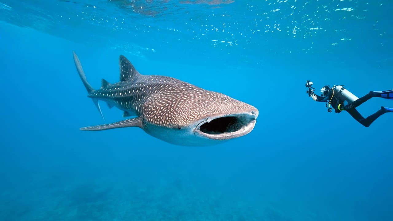 19 Real Sharks That Look Like They Belong in Science Fiction 20 19 Real Sharks That Look Like They Belong in Science Fiction - whaleshark ss70078366