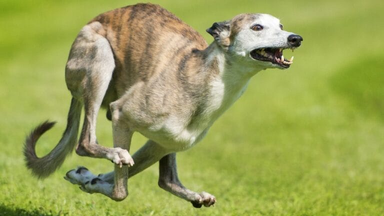 6 Facts About the Unmatched Speed of Whippets 2 6 Facts About the Unmatched Speed of Whippets - whippet dog breed running ss246798502