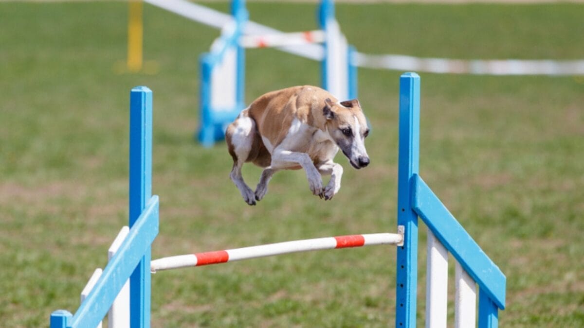 35 Fun Ways to Keep Your Dog Entertained Indoors - whippet agility ss1369587362