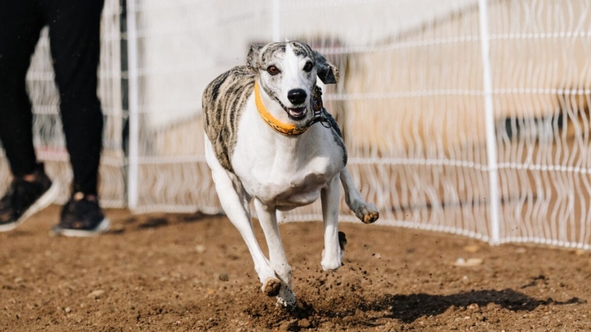 6 Facts About the Unmatched Speed of Whippets 3 6 Facts About the Unmatched Speed of Whippets - whippet dog sports ss2381077699