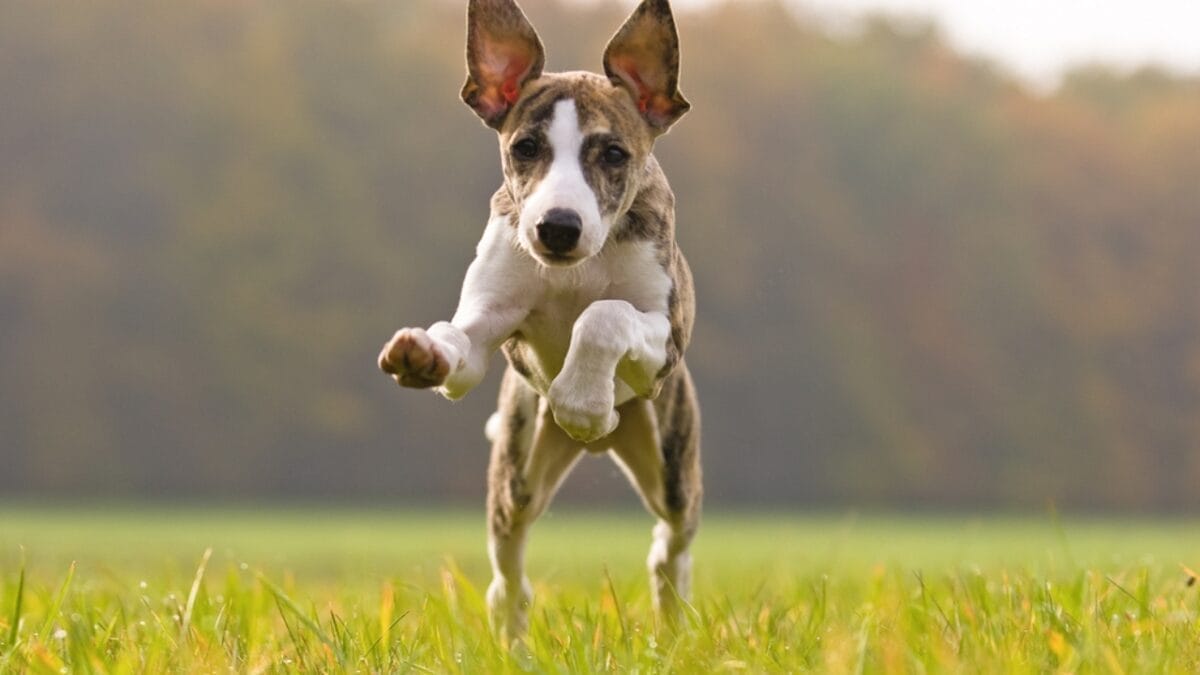 6 Facts About the Unmatched Speed of Whippets 4 6 Facts About the Unmatched Speed of Whippets - whippet puppy ss11414956