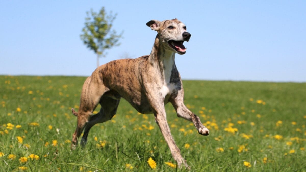 25 Dogs Who Handle Time Alone Like Pros 14 25 Dogs Who Handle Time Alone Like Pros - whippet speed ss1085986241