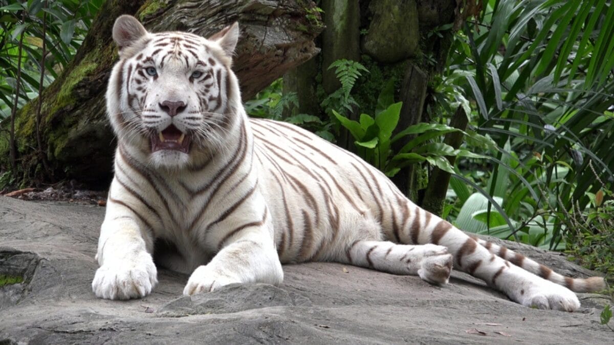 12 of the Most Beautiful Animals in the World - white bengal tiger ss1378342679