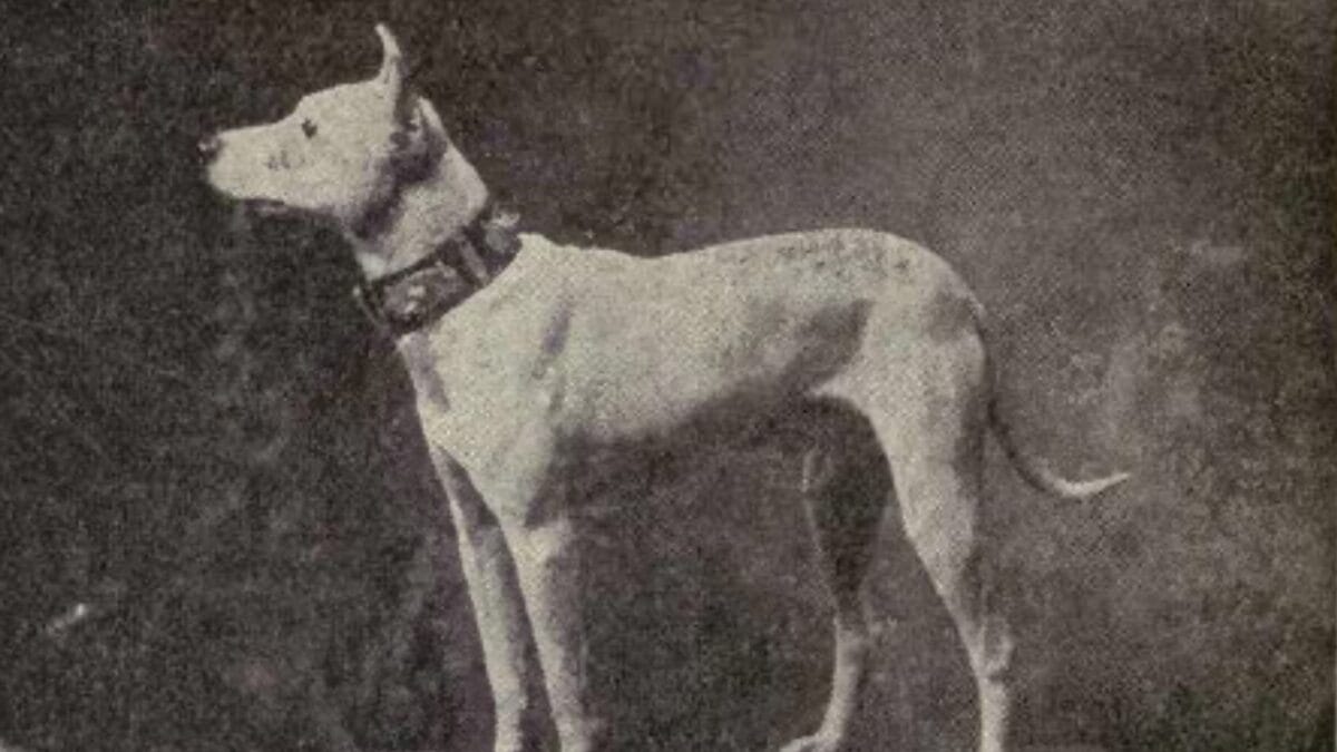 9 Dog Breeds That Once Roamed Earth But Now Are No Longer With Us 5 9 Dog Breeds That Once Roamed Earth But Now Are No Longer With Us - white english terrier wc