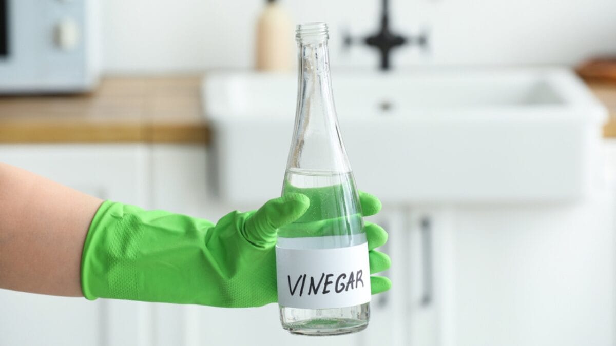 The Vinegar Hack Homeowners are Using to Beat Ants - white vinegar dp673762942