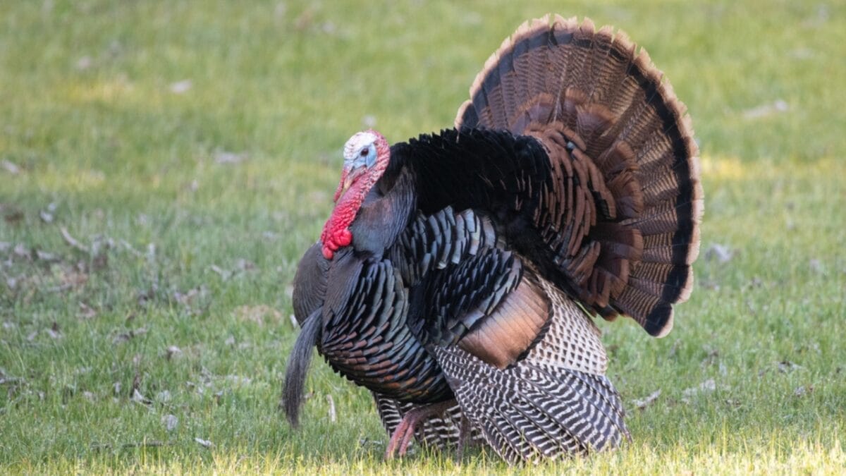 14 Signs in Nature That Predict a Harsh Winter Ahead - wild turkey dp670525630