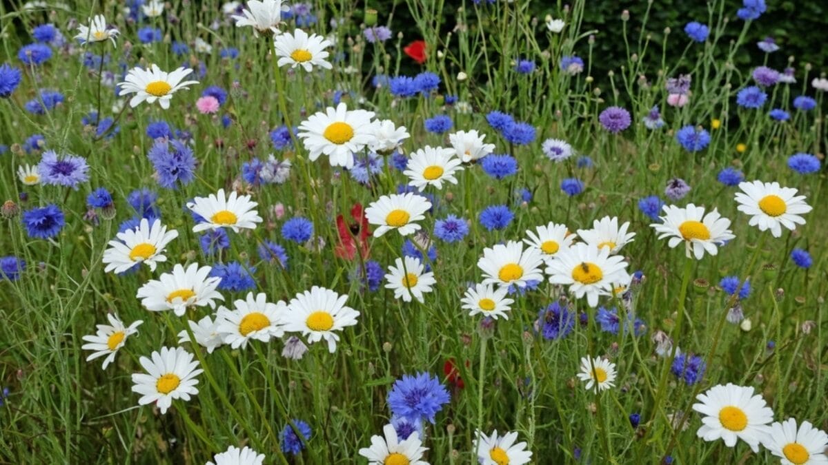 The Best Flowers to Draw Pest-Eating Dragonflies to Your Garden - wildflower in yard ss2477612161