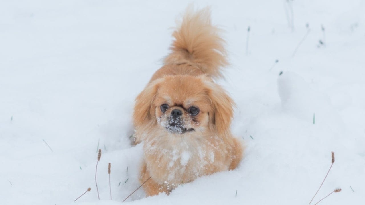 10 Reasons the Pekingese Deserves Its Royal Reputation - winter pekingese ss2392009525